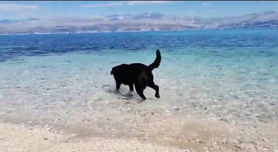 video di un cagnolone