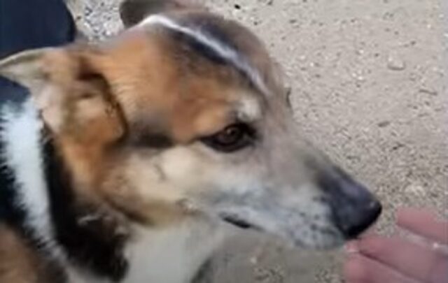 Il cagnolone Esteban ha vissuto per molto tempo con altri cani nel deserto (VIDEO)