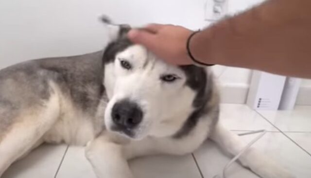 Il cagnolone Husky Gohan ama moltissimo l’estate perché così può sempre nuotare (VIDEO)