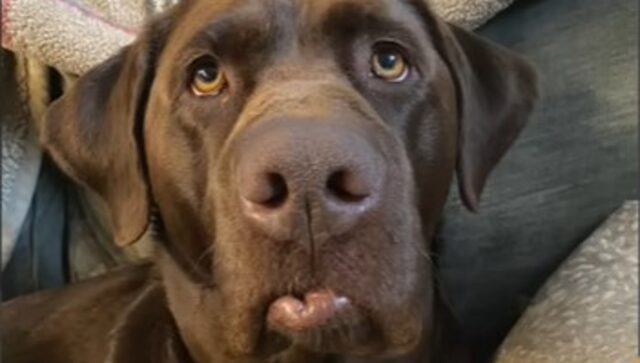 Il cagnolone Labrador Moose comunica il suo disappunto mettendo il broncio (VIDEO)