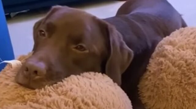 Il cagnolone Labrador Ollie ama sentirsi utile e vuole sempre aiutare (VIDEO)