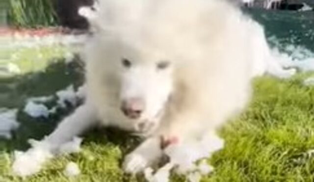 Un cagnolone amante dell’inverno vive una giornata rinfrescante dopo aver ricevuto la neve come sorpresa (VIDEO)