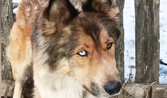 Un cagnolone ferito e abbandonato riesce a ricominciare a vivere grazie all’aiuto di una donna speciale (VIDEO)