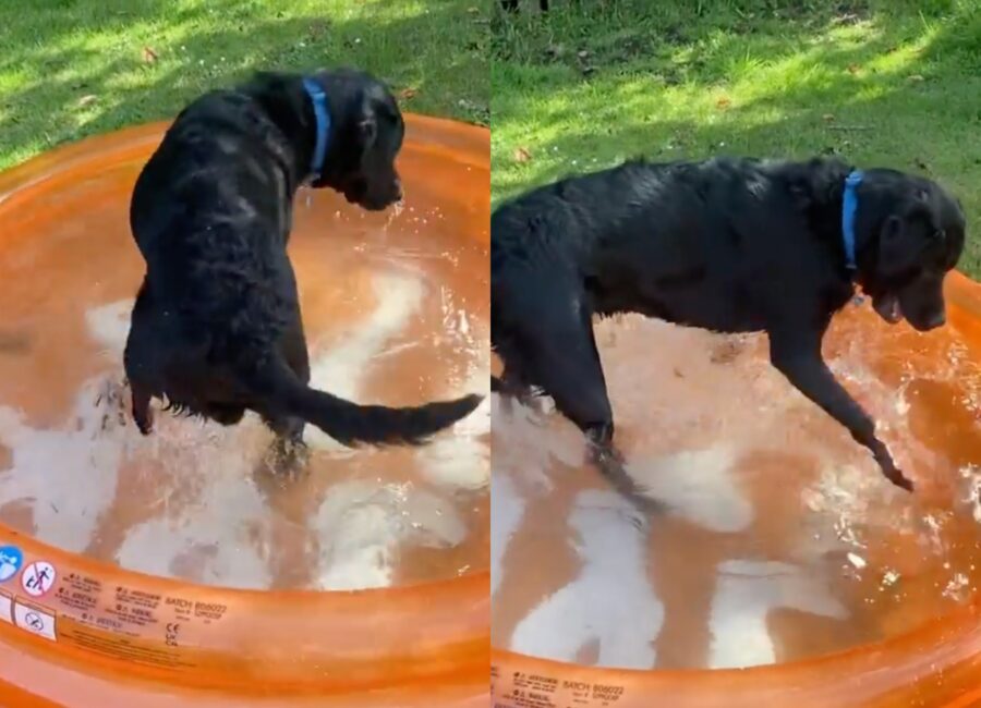 cagnolone gioca nella sua piscina