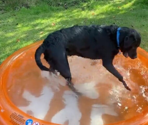 cagnolone Blue fa il bagno in piscina