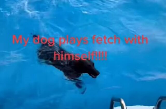 Il cagnolone nero ama giocare con la sua pallina e se la lancia da solo pur di rincorrerla (VIDEO)