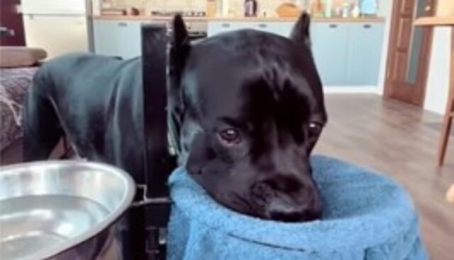 Il cagnolone nero ha imparato a non sporcare dopo aver bevuto (VIDEO)