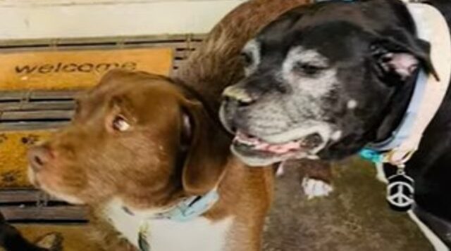 I cagnoloni Hank e Gunther sono innamorati della stessa cagnolona; Penny abita nella casa di fronte alla loro (VIDEO)