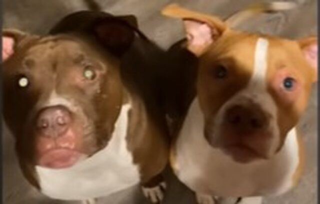 I cagnoloni Pit Bull Stark e Oliver conducono la vita che avevano sempre sognato (VIDEO)