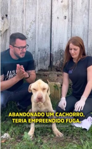 Cane malato abbandonato senza pietà: il salvataggio (VIDEO)