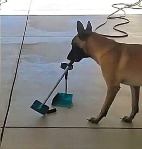 Cane prende la scopa e pulisce diligentemente (VIDEO)