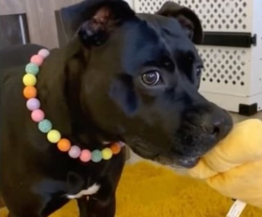cane scopre di essere stato adottato
