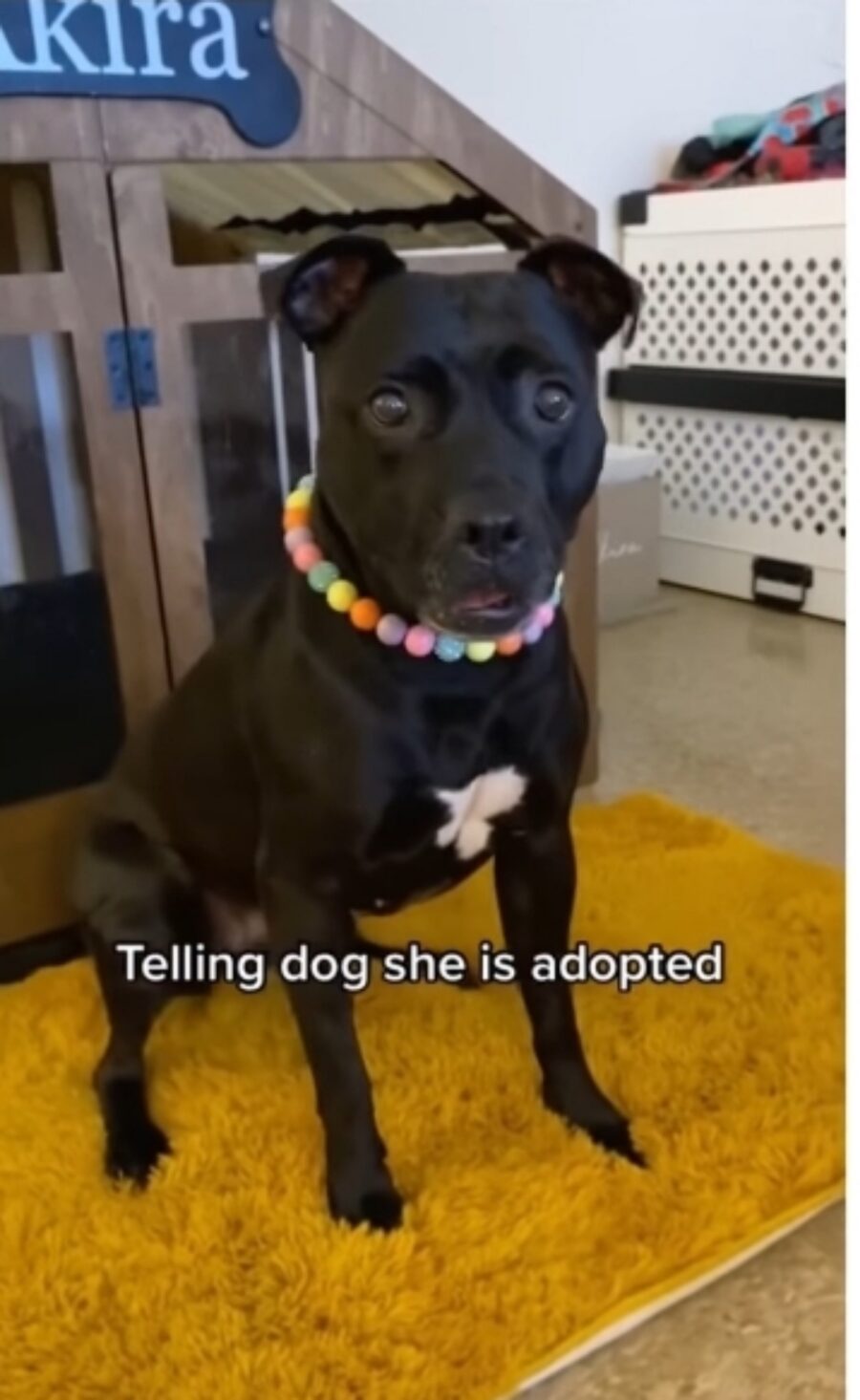 cane scopre di essere stato adottato