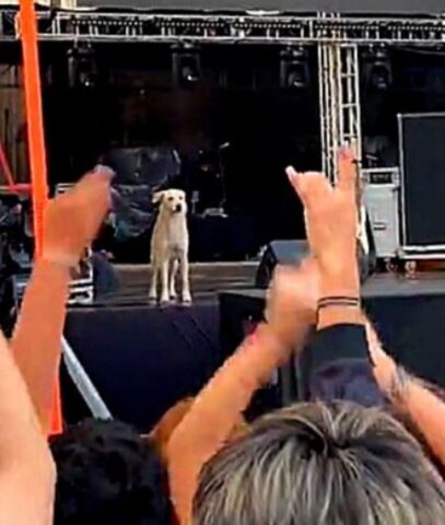 Cane diventa la star di un concerto salendo sul palco (VIDEO)