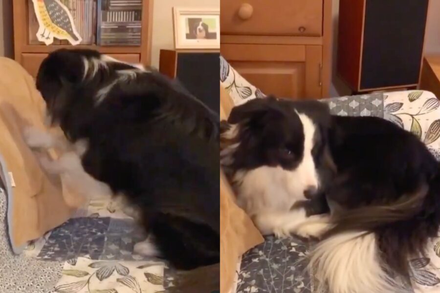 cane border collie prepara il suo letto