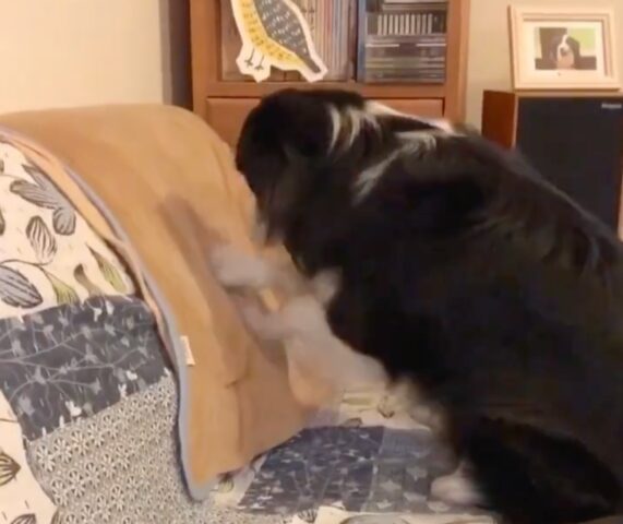 Il cane Border Collie prepara il letto prima di andare a nanna (VIDEO)
