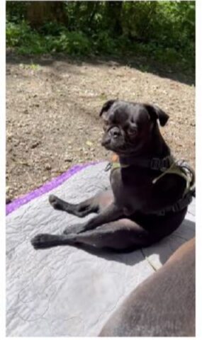 Cani che amano andare in campeggio in comodità (VIDEO)