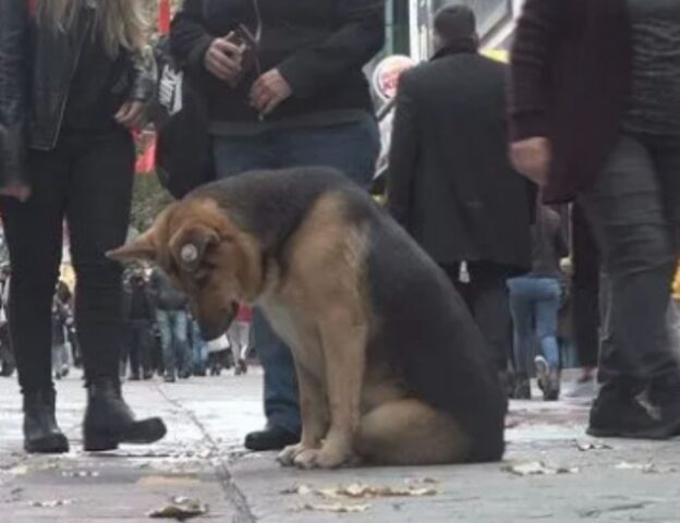 Cane che guarda dentro un tombino allarma tutti: quali cose misteriose vedrà? (VIDEO)