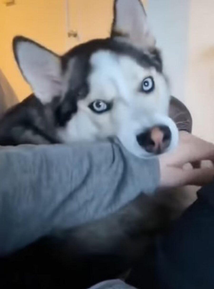 husky arrabbiato