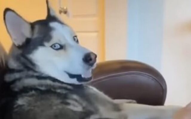 Il cane coccolone si innervosisce se la padrona non lo accarezza (VIDEO)