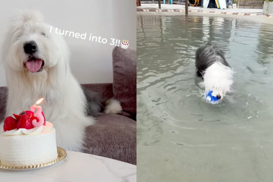 cane bobtail si diverte alla festa di compleanno