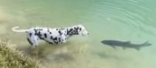 Il cane fa la conoscenza di un amico molto speciale in un lago in montagna (VIDEO)