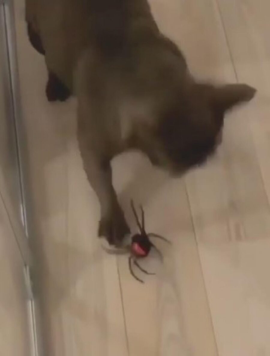 ragno giocattolo