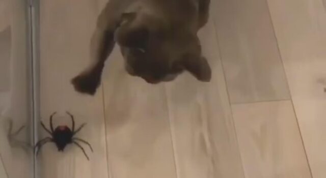 Il cagnolino soffre di aracnofobia e si spaventa per un ragno finto (VIDEO)
