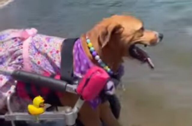 La cagnolina con le zampe paralizzate sente per la prima volta il mare sulla pelle (VIDEO)