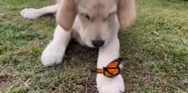 Il cucciolo di Golden Retriever fa la conoscenza di un’amica decisamente speciale (VIDEO)