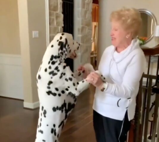 Jackson, il cane Dalmata che adora danzare con la nonnina (VIDEO)