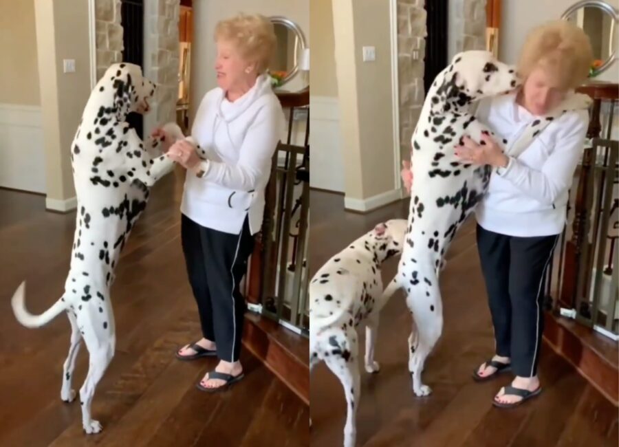 cane dalmata danza con la nonnina