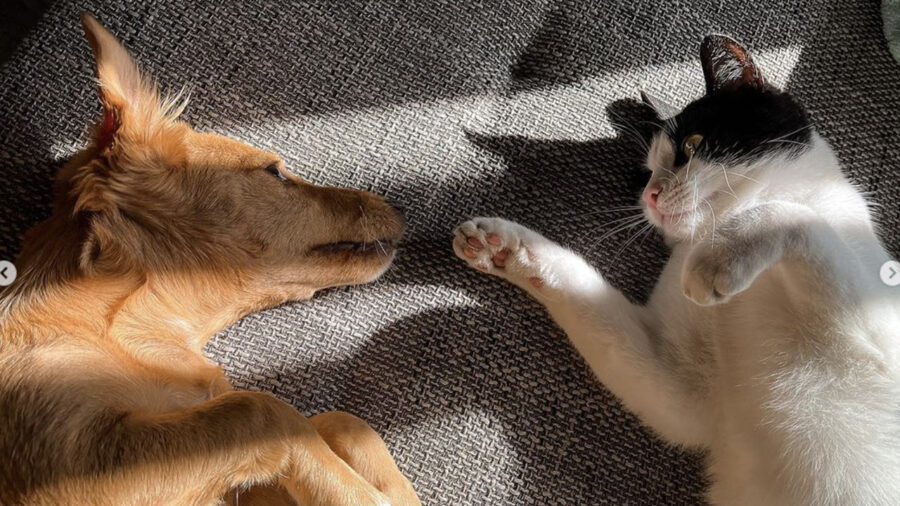 cane e gatto amici si dicono ti voglio bene