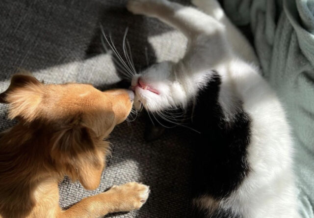 Cane e gatto, mille posizioni per dirsi “ti voglio bene”