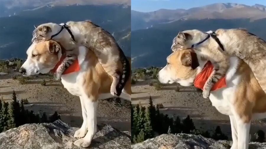 cane e gatto legati e uniti dall'amore per la montagna