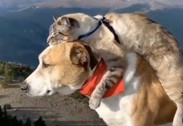 Cane e gatto uniti dall’amore per la montagna (VIDEO)