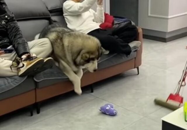 Il cane educato toglie il suo giocattolo mentre il padrone pulisce il pavimento (VIDEO)