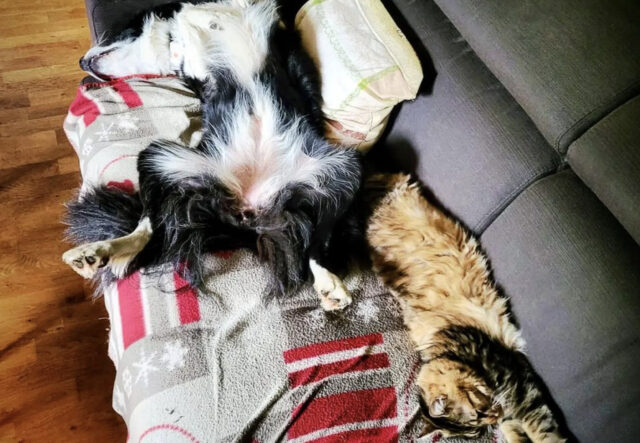 Cane e gatto sul divano dormono