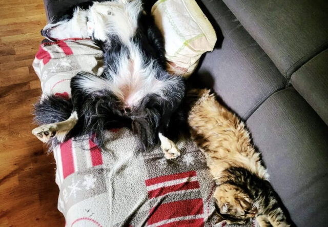 Cane e gatto sul divano, “è uno sporco lavoro ma qualcuno deve pur farlo”