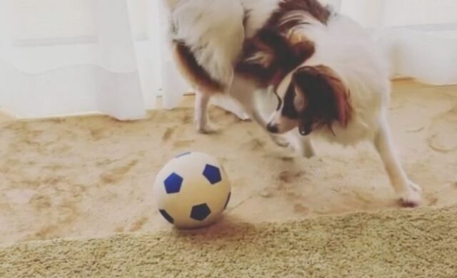 Il cagnolino è un fenomeno del calcio e adora giocare a palla da solo in casa (VIDEO)