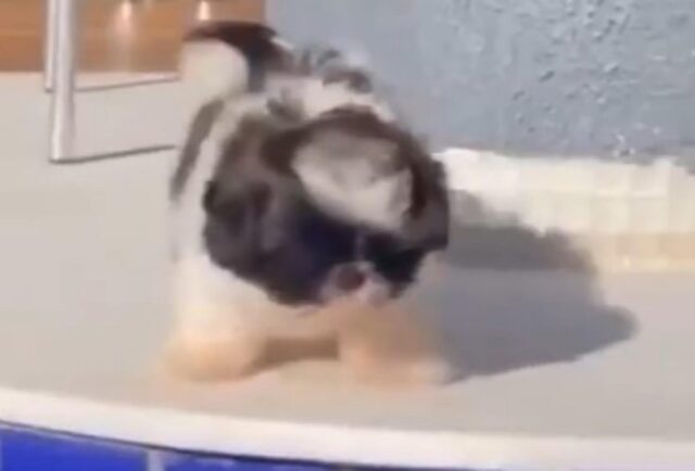 Il cane imbranato cade in piscina per due volte nel giro di pochissimi secondi (VIDEO)