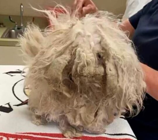 Un cane irriconoscibile a causa del pelo: la sua trasformazione (VIDEO)