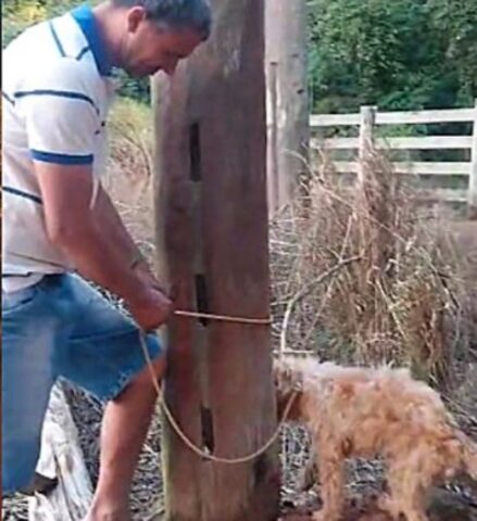 Cane sensibilizza il mondo sull’abbandono, vediamo come (VIDEO)