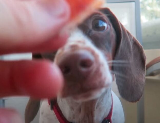 Meatball, il Bassotto che prova il bacon e non vorrebbe più smettere di mangiarlo (VIDEO)