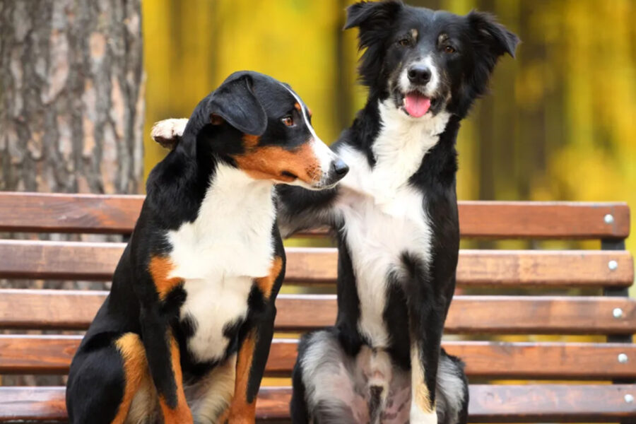 cane maschio quando diventa fertile cerca di avvicinarsi alla femmina