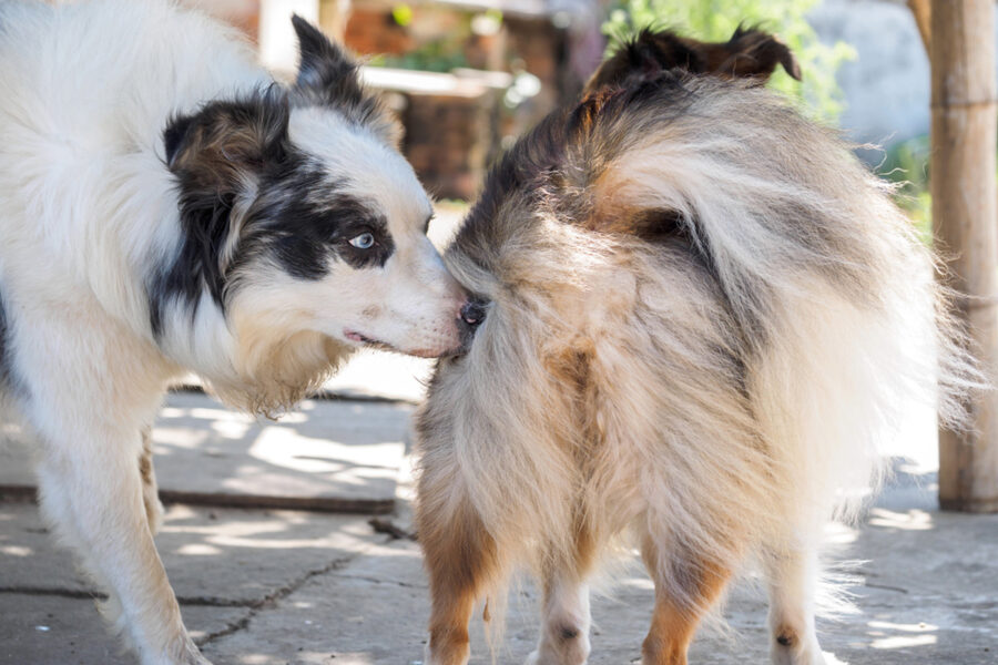 cane maschio quando diventa fertile fa amicizia