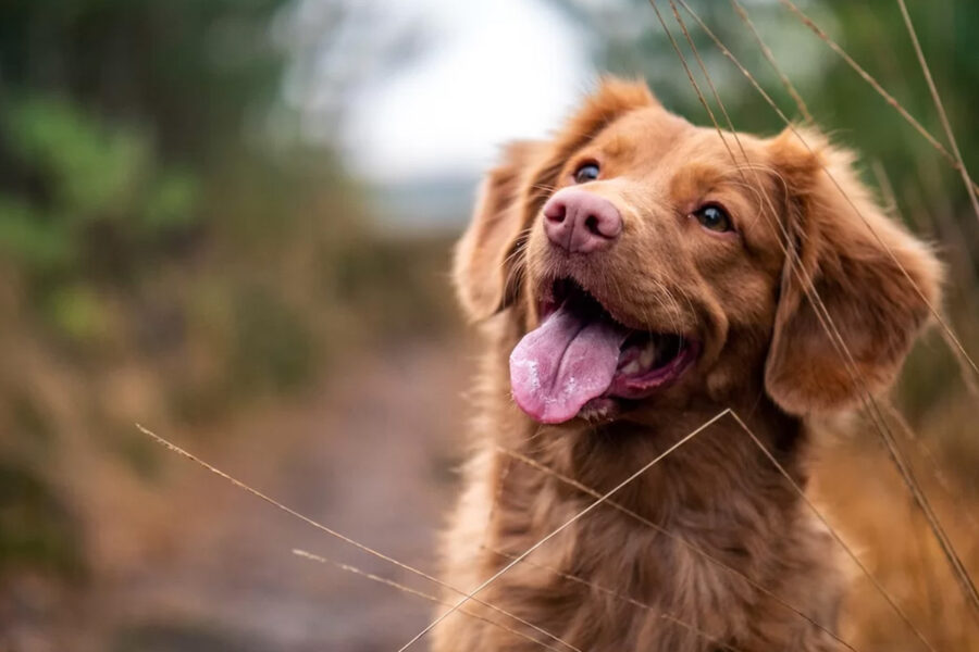 cane maschio quando diventa fertile è curioso