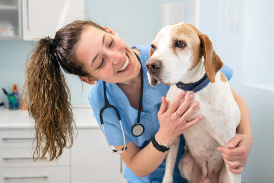 cane maschio quando diventa fertile sterilizzazione