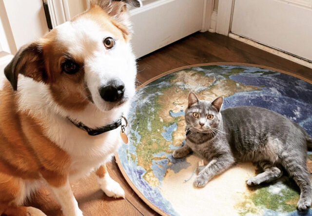 Cane o gatto, chi comanda? Lo dice una fotografia