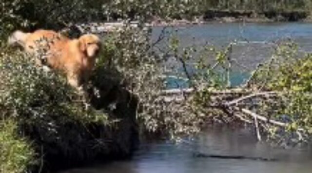 Il cucciolone ha paura dell’acqua, ma per fortuna ci pensa suo fratello a recuperare la pallina caduta nel fiume (VIDEO)